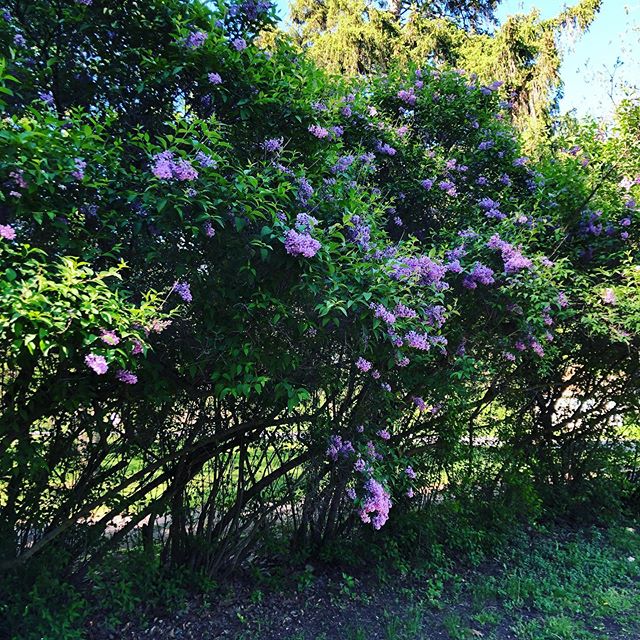 Remember when the lilacs were in bloom?